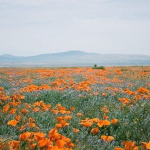 Meet your Posher, Cynthia